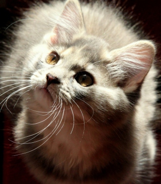 Grey Fluffy Cat - Obrázkek zdarma pro Nokia X3-02
