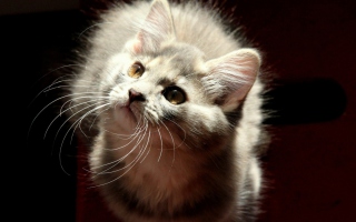 Kostenloses Grey Fluffy Cat Wallpaper für Android, iPhone und iPad