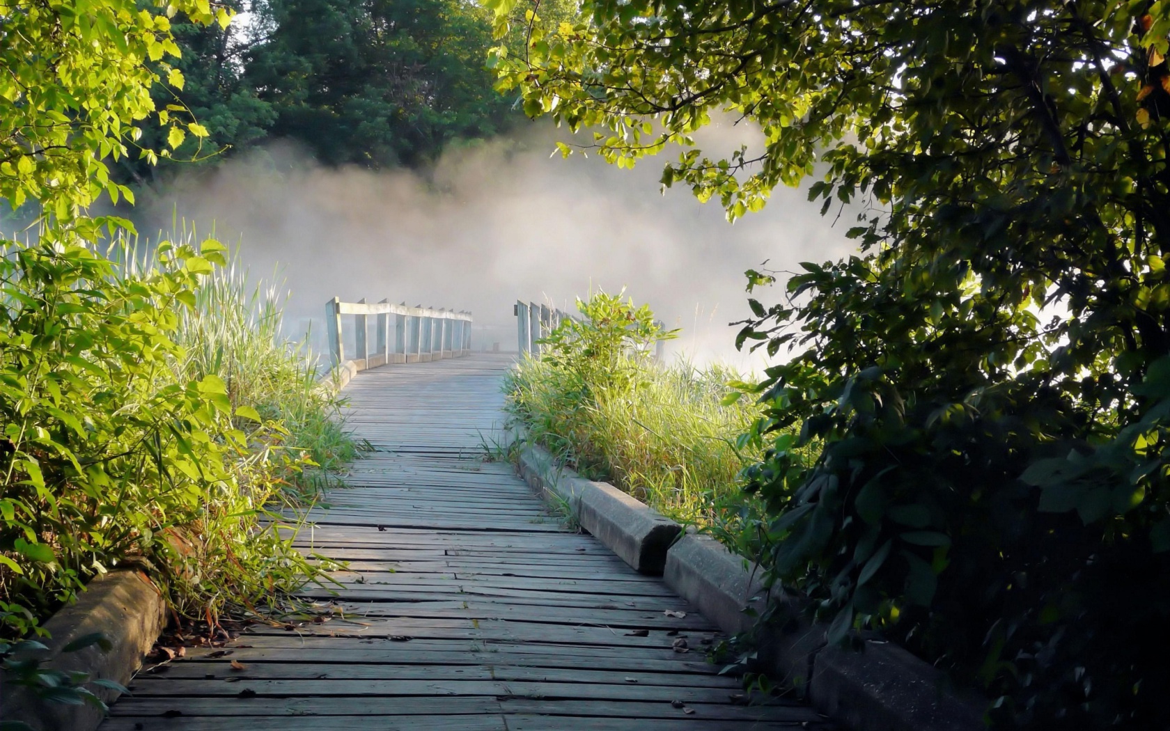 Misty path in park wallpaper 1680x1050