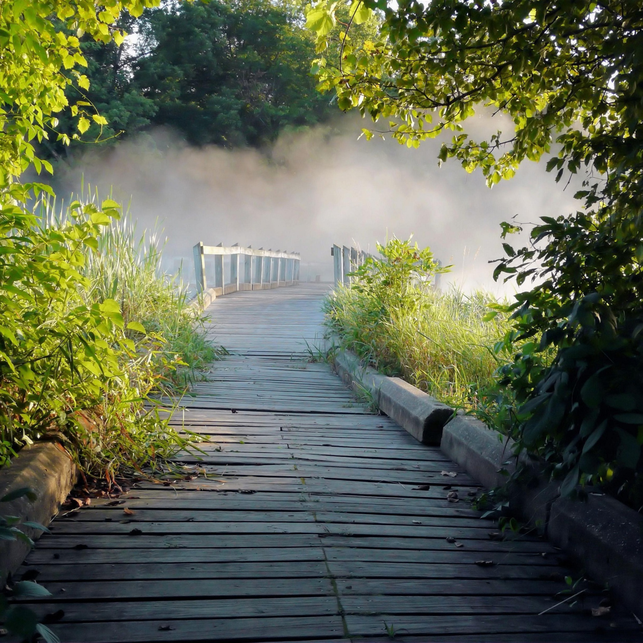 Misty path in park wallpaper 2048x2048