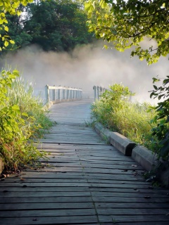 Misty path in park wallpaper 240x320