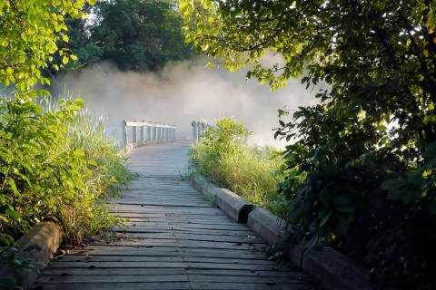 Misty path in park wallpaper 480x320