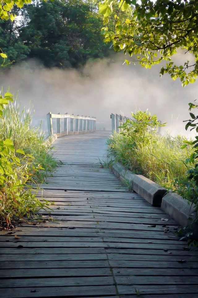 Обои Misty path in park 640x960