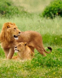 Sfondi Lion Couple 128x160