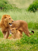 Fondo de pantalla Lion Couple 132x176