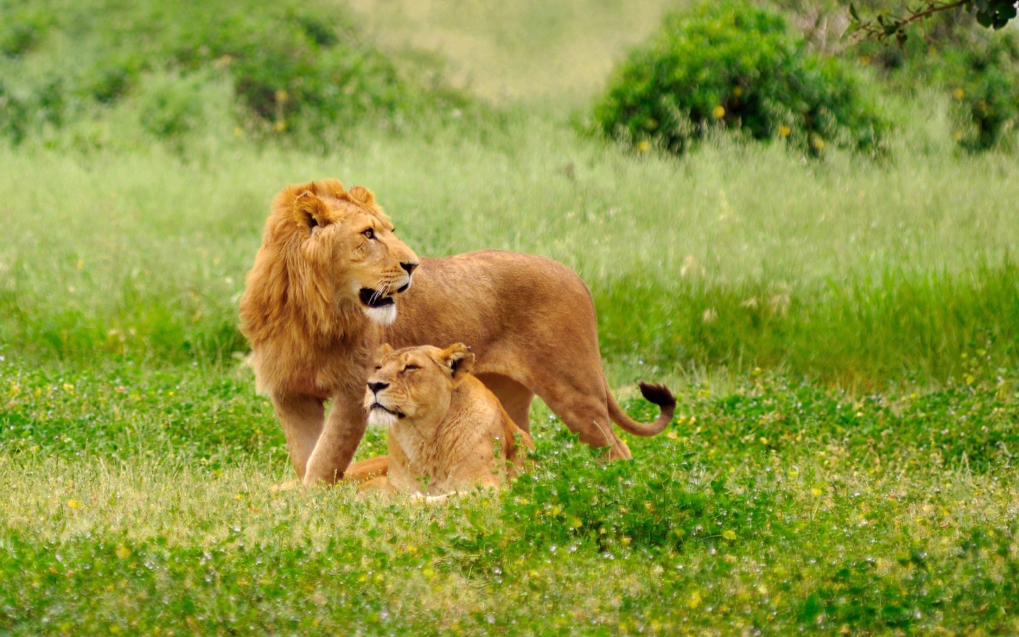 Fondo de pantalla Lion Couple 1440x900