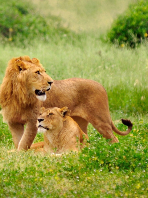 Lion Couple screenshot #1 480x640