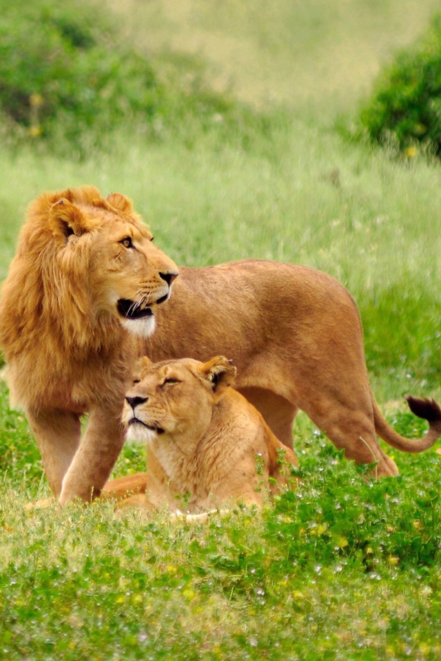 Sfondi Lion Couple 640x960