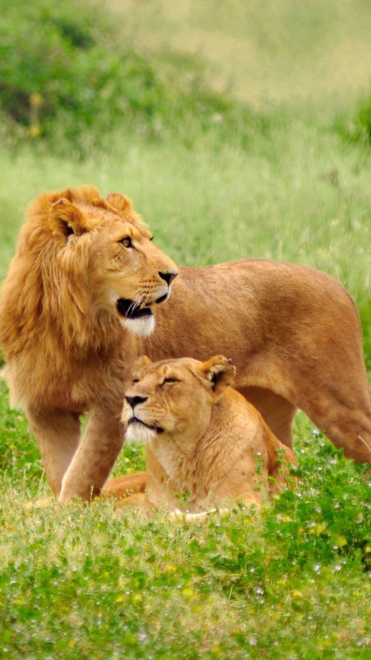 Sfondi Lion Couple 750x1334