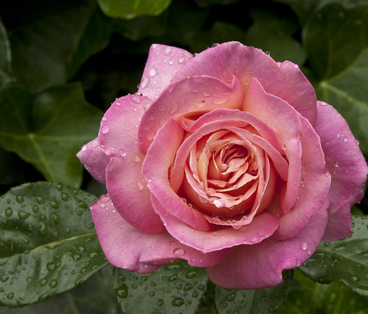 Fondo de pantalla Morning Dew Drops On Pink Petals Of Rose 1200x1024
