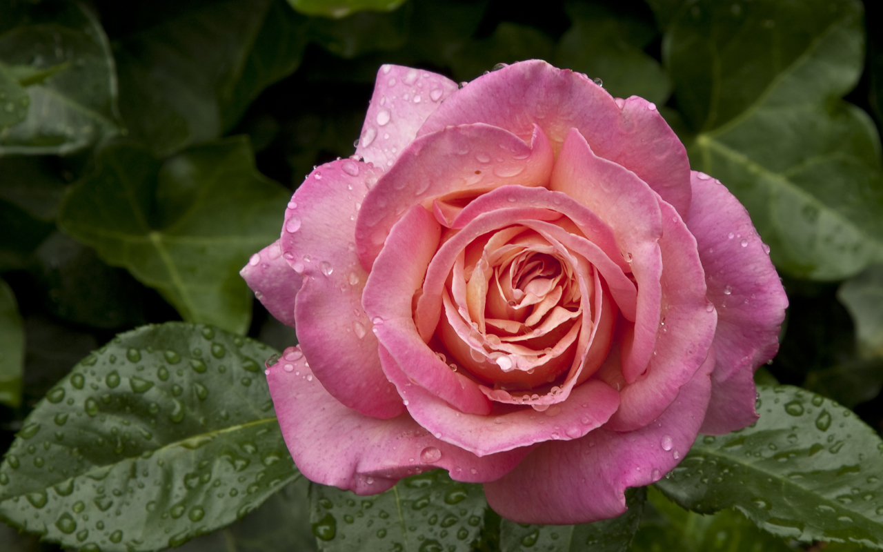 Sfondi Morning Dew Drops On Pink Petals Of Rose 1280x800