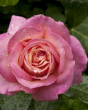 Morning Dew Drops On Pink Petals Of Rose screenshot #1 128x160