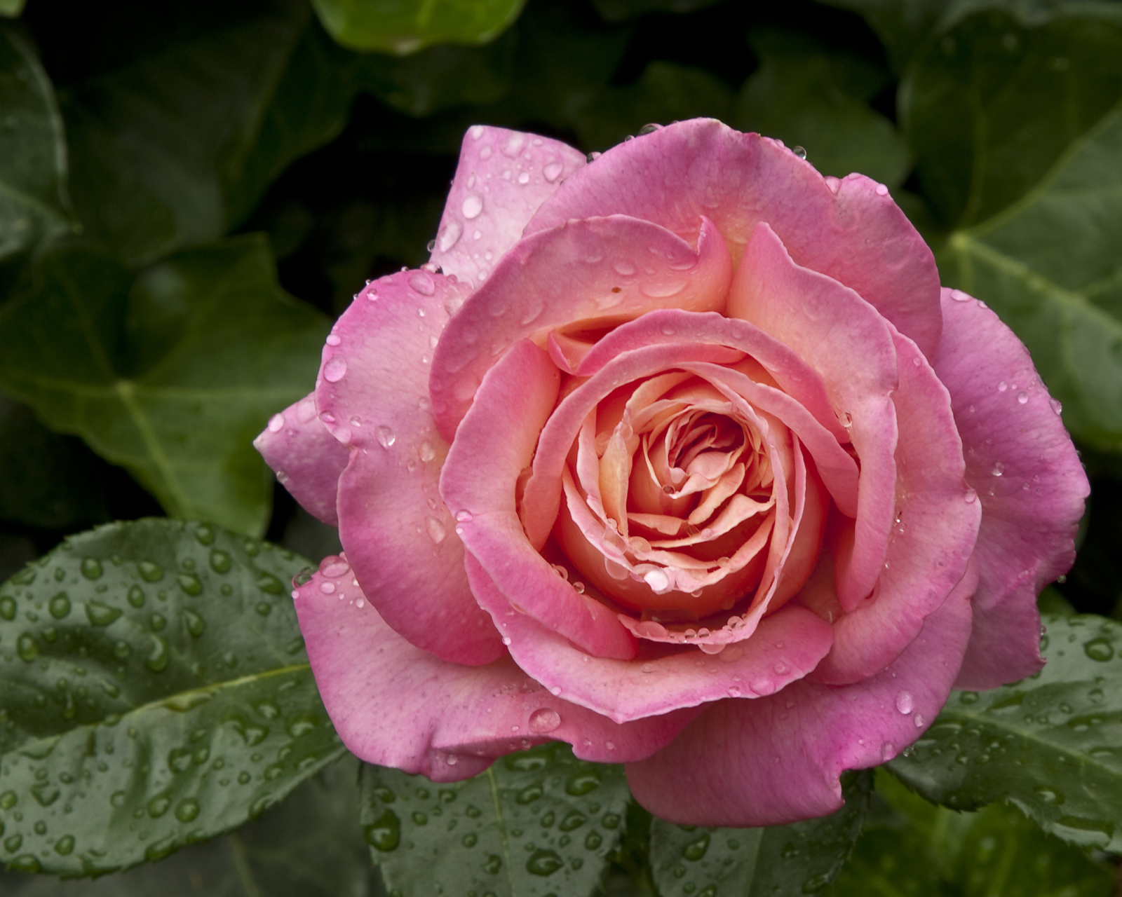 Fondo de pantalla Morning Dew Drops On Pink Petals Of Rose 1600x1280