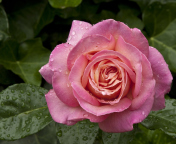 Fondo de pantalla Morning Dew Drops On Pink Petals Of Rose 176x144