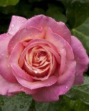 Fondo de pantalla Morning Dew Drops On Pink Petals Of Rose 176x220