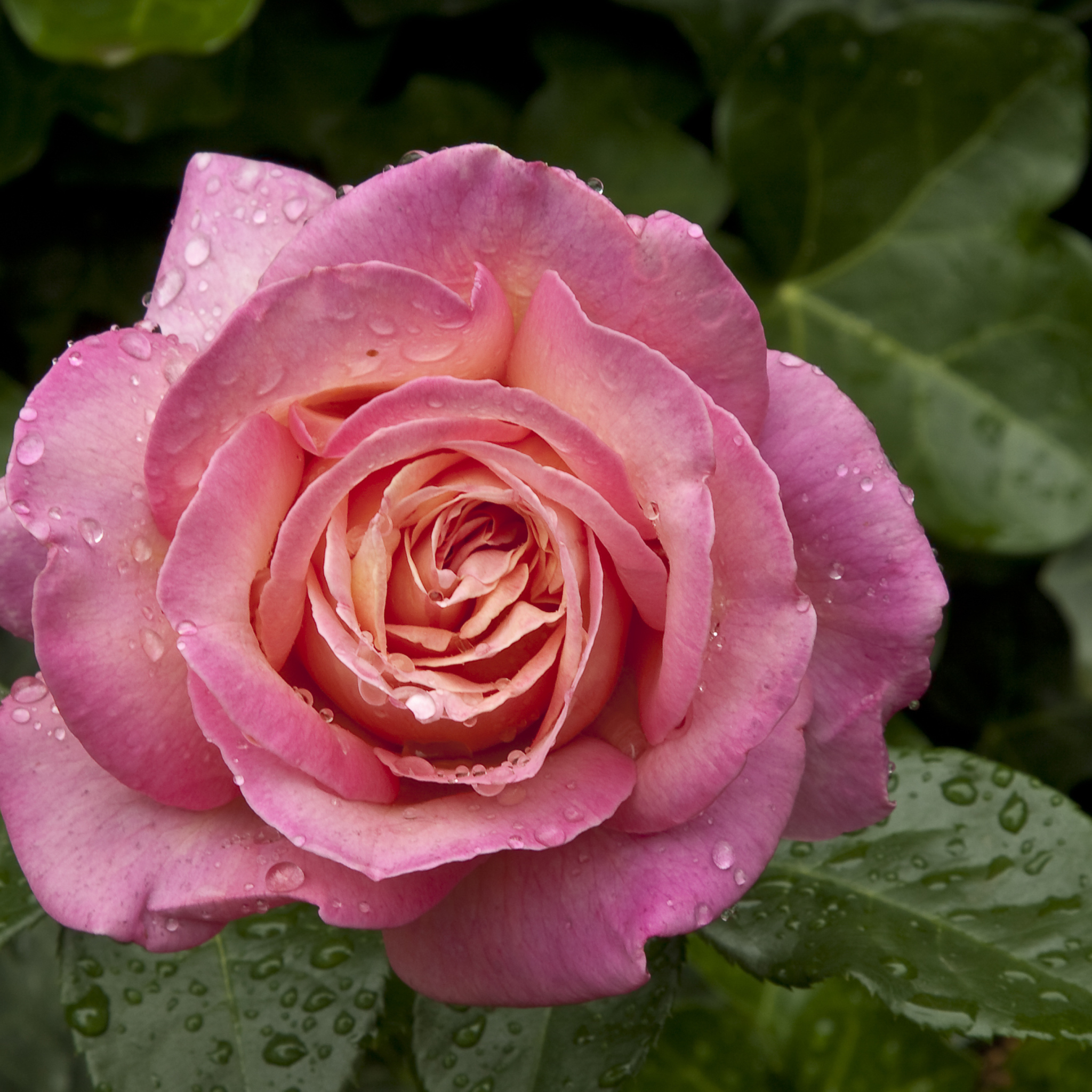 Sfondi Morning Dew Drops On Pink Petals Of Rose 2048x2048