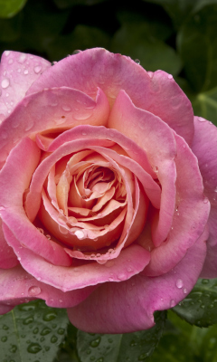 Morning Dew Drops On Pink Petals Of Rose wallpaper 240x400