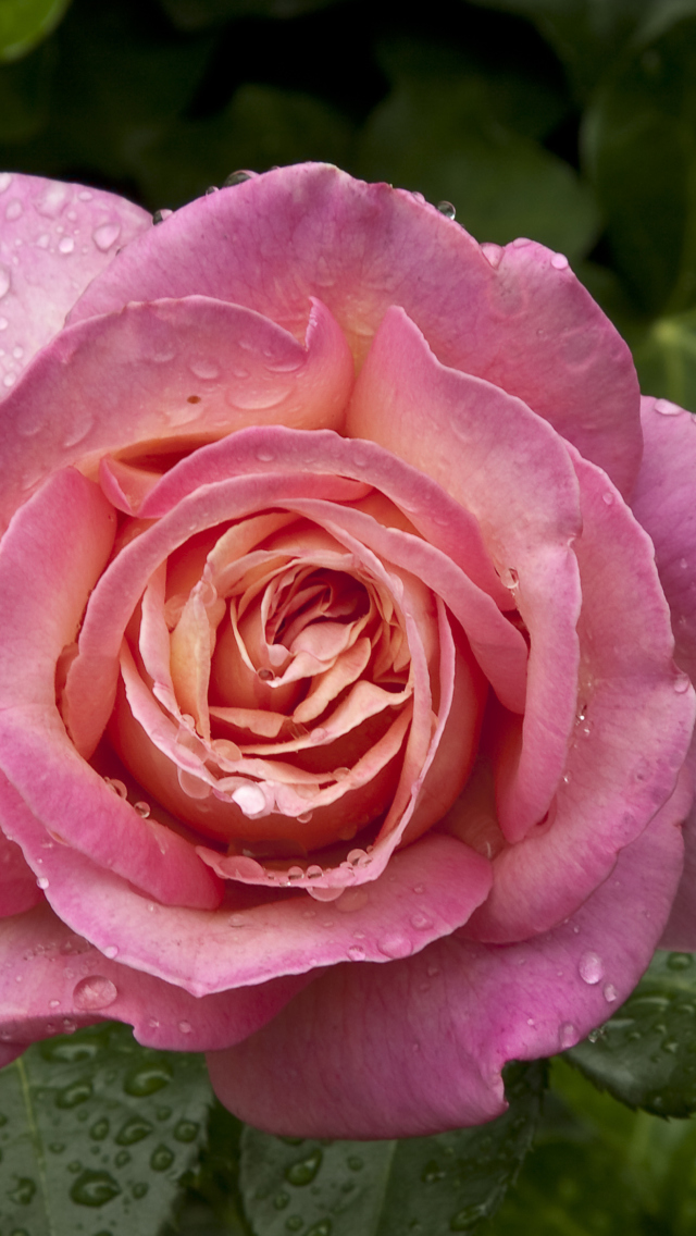 Sfondi Morning Dew Drops On Pink Petals Of Rose 640x1136