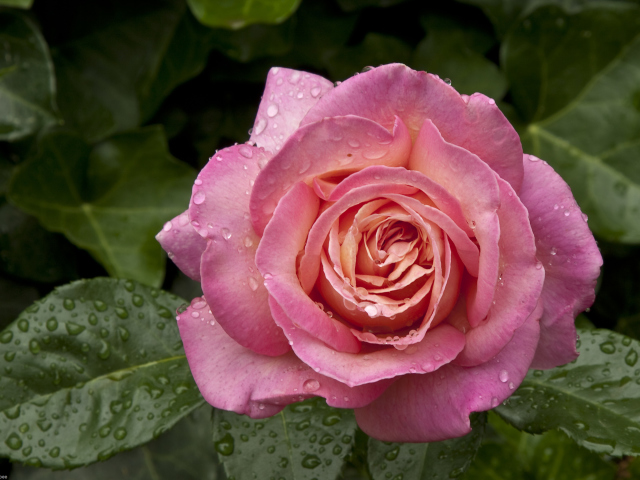 Sfondi Morning Dew Drops On Pink Petals Of Rose 640x480