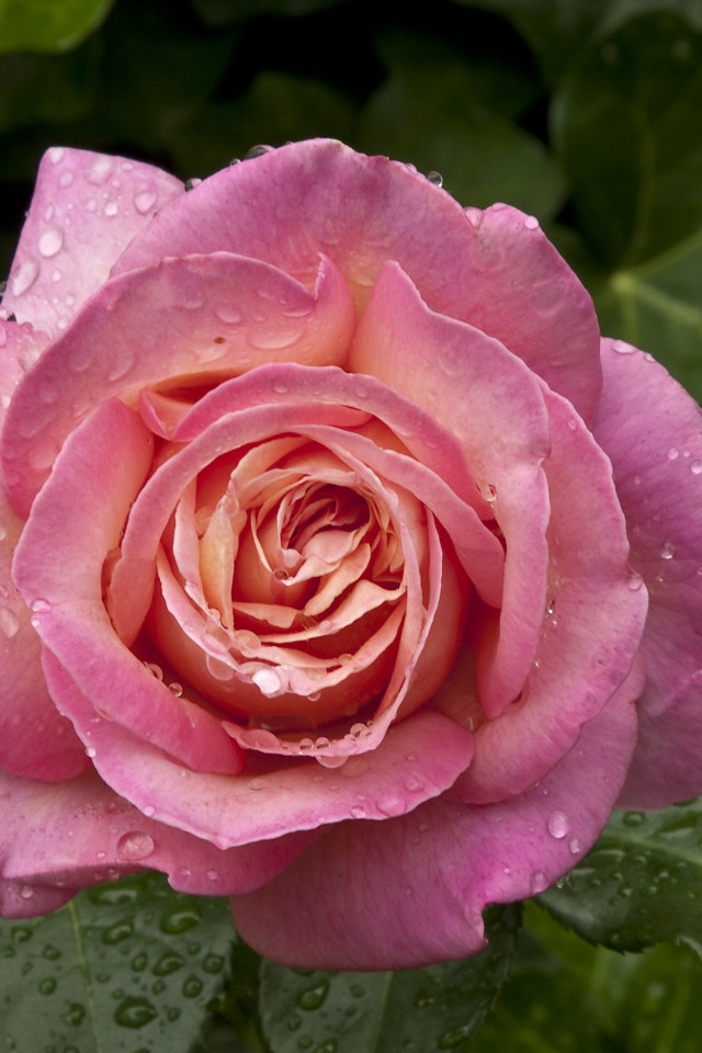 Morning Dew Drops On Pink Petals Of Rose wallpaper 640x960