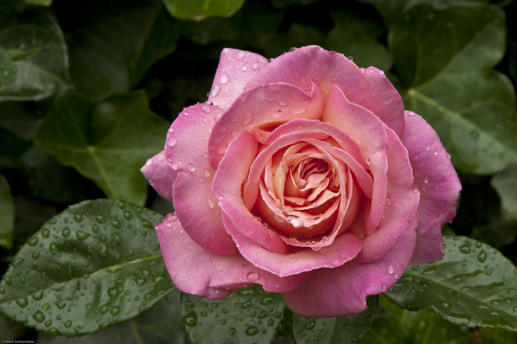 Обои Morning Dew Drops On Pink Petals Of Rose