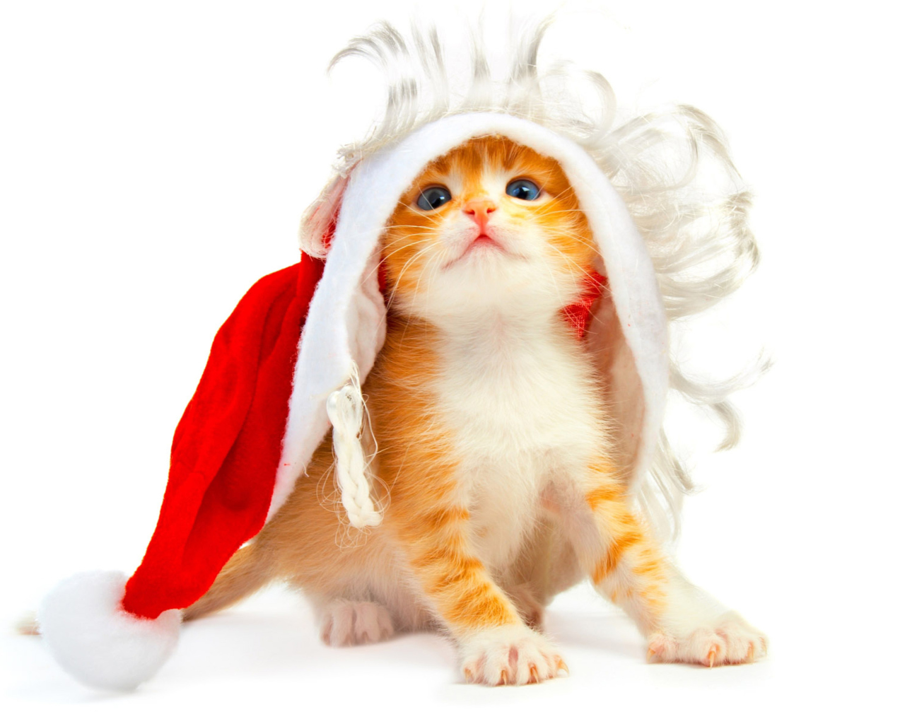 Fondo de pantalla Cat Wanna Be Santa 1280x1024