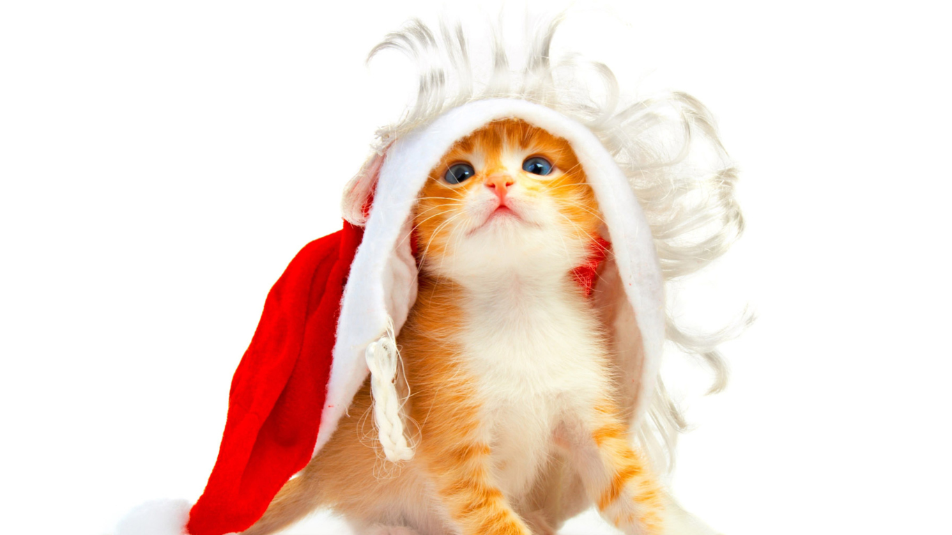 Fondo de pantalla Cat Wanna Be Santa 1366x768