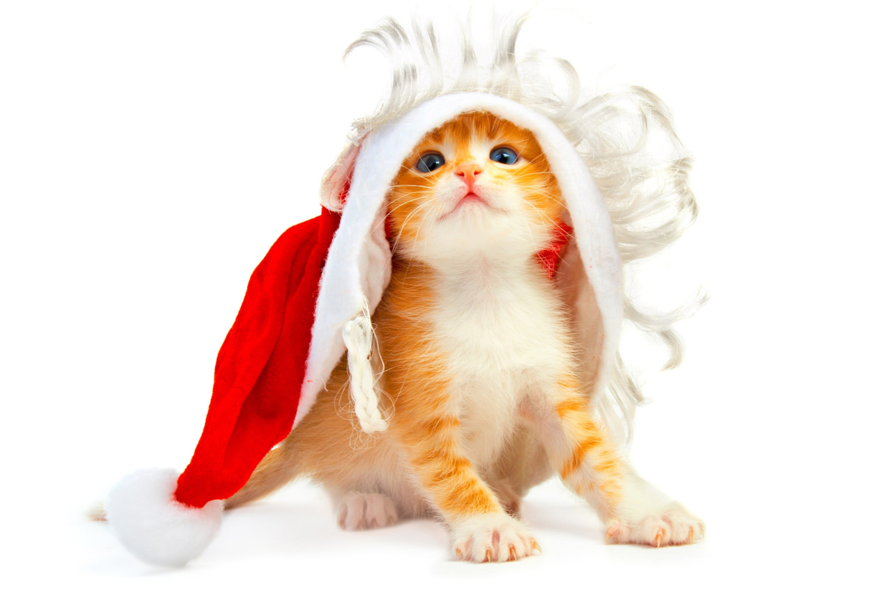 Обои Cat Wanna Be Santa 2880x1920