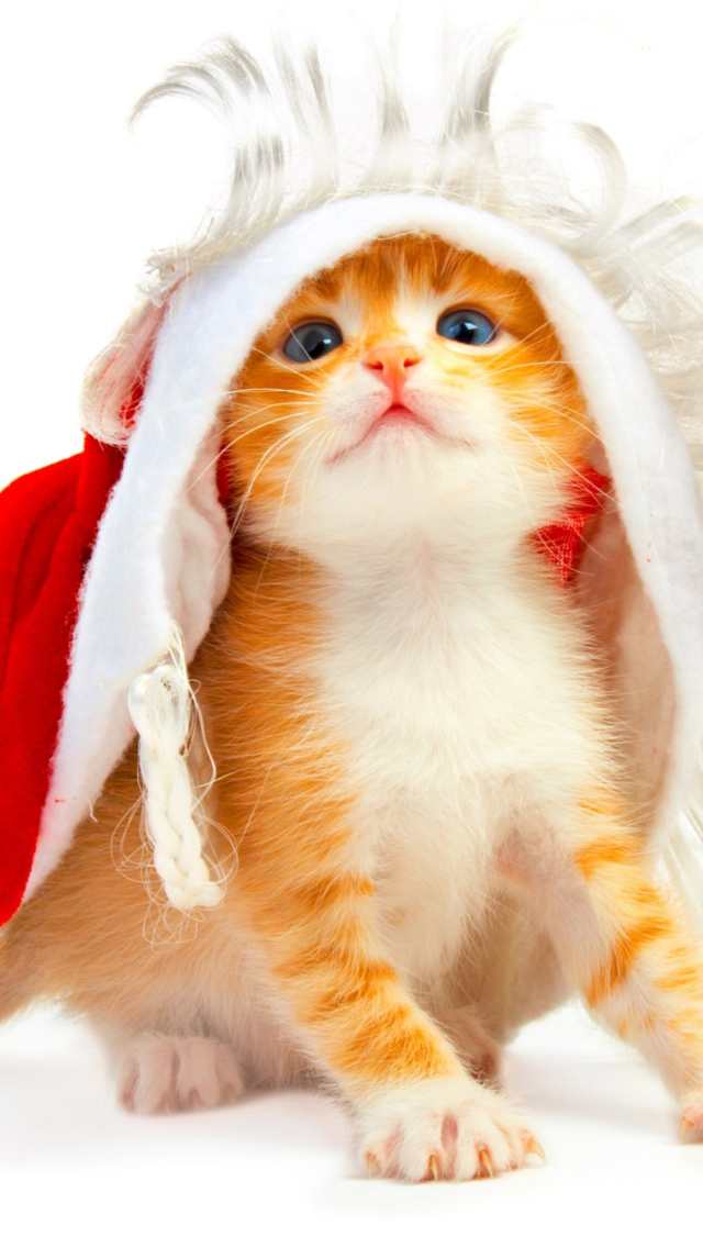 Fondo de pantalla Cat Wanna Be Santa 640x1136