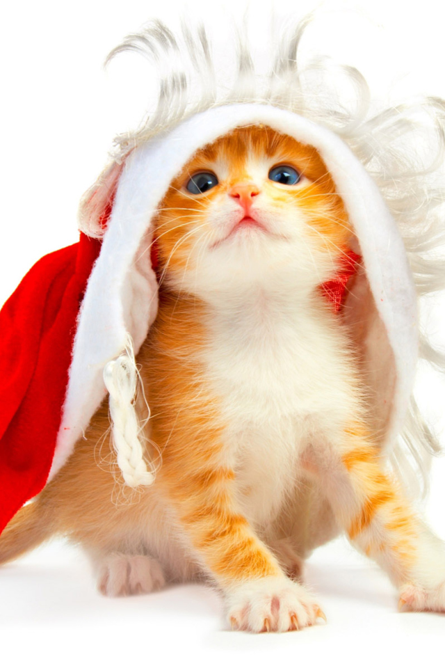Cat Wanna Be Santa wallpaper 640x960