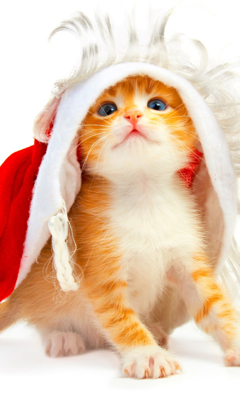 Fondo de pantalla Cat Wanna Be Santa 768x1280