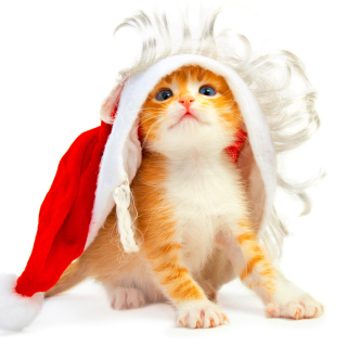 Cat Wanna Be Santa - Obrázkek zdarma pro iPad Air