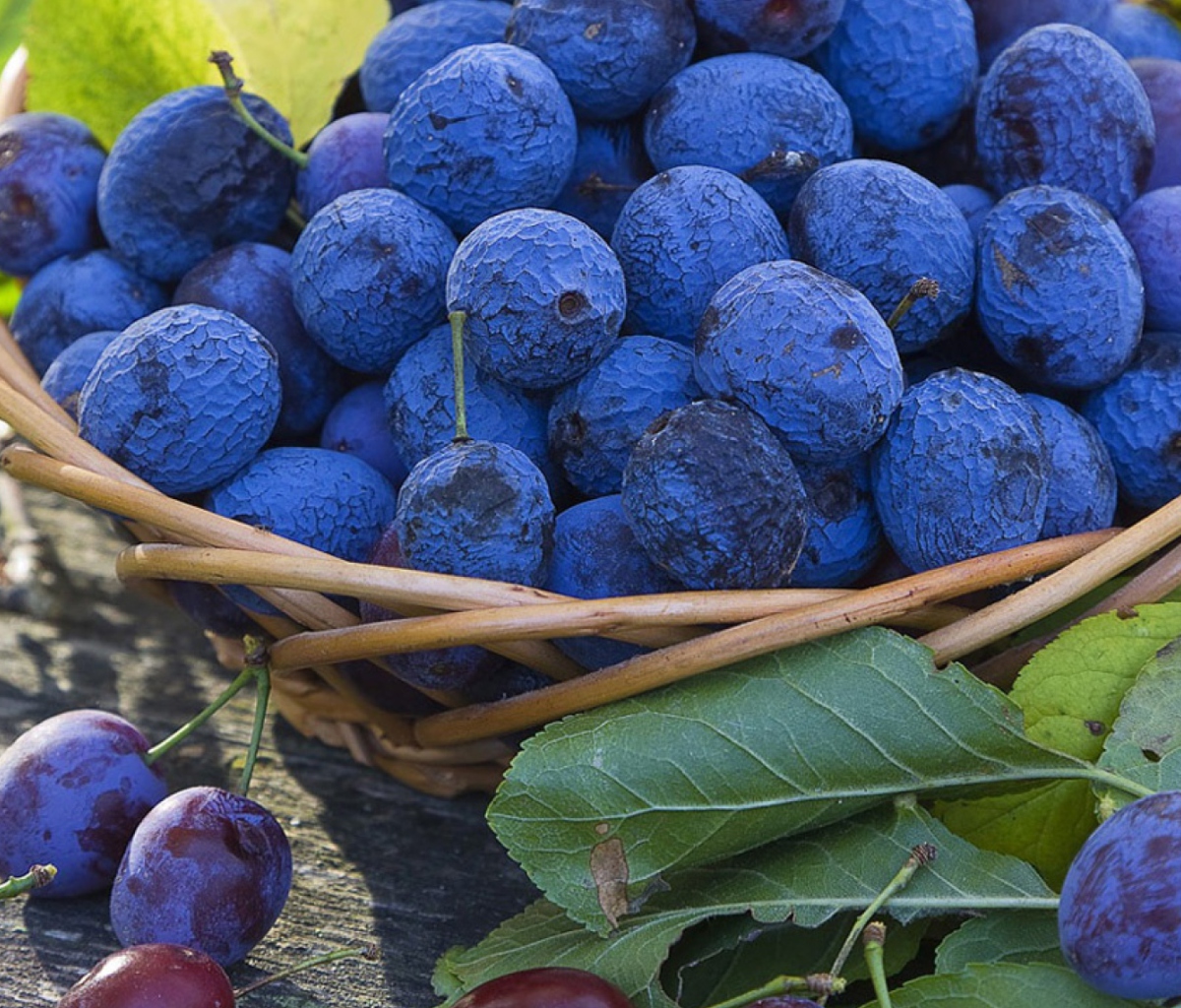 Blueberries wallpaper 1200x1024