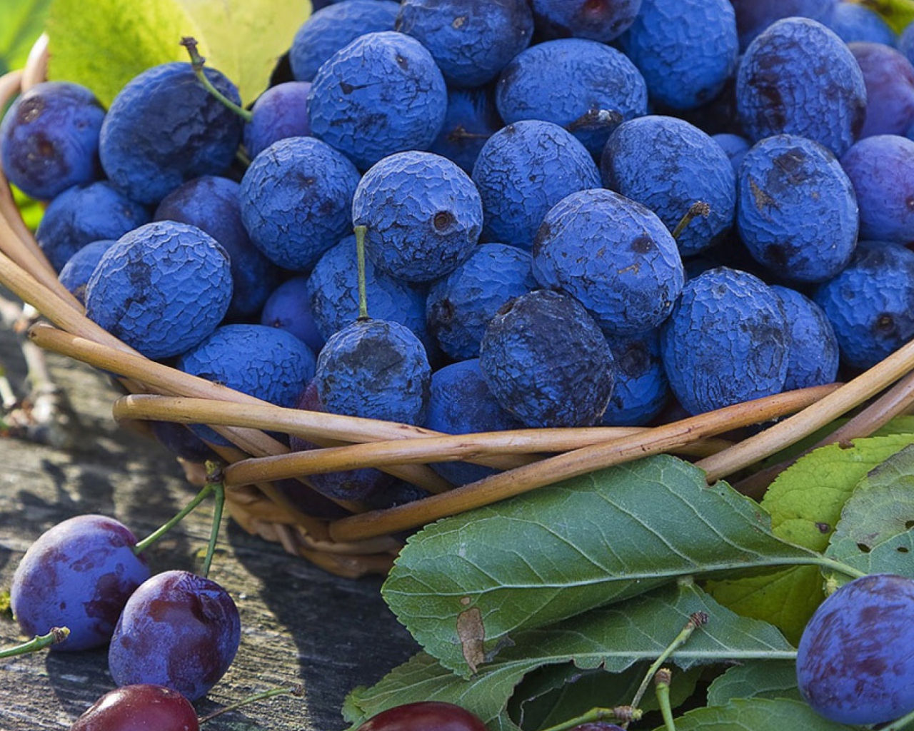 Fondo de pantalla Blueberries 1280x1024