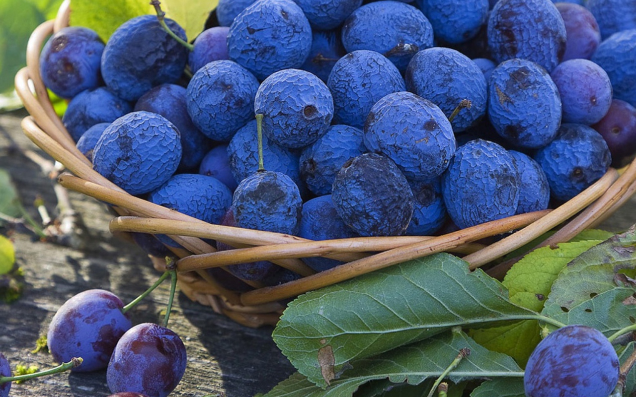 Sfondi Blueberries 1280x800