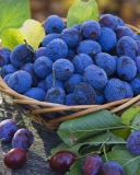 Blueberries wallpaper 128x160