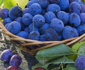 Blueberries wallpaper 176x144