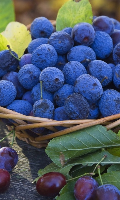 Das Blueberries Wallpaper 240x400