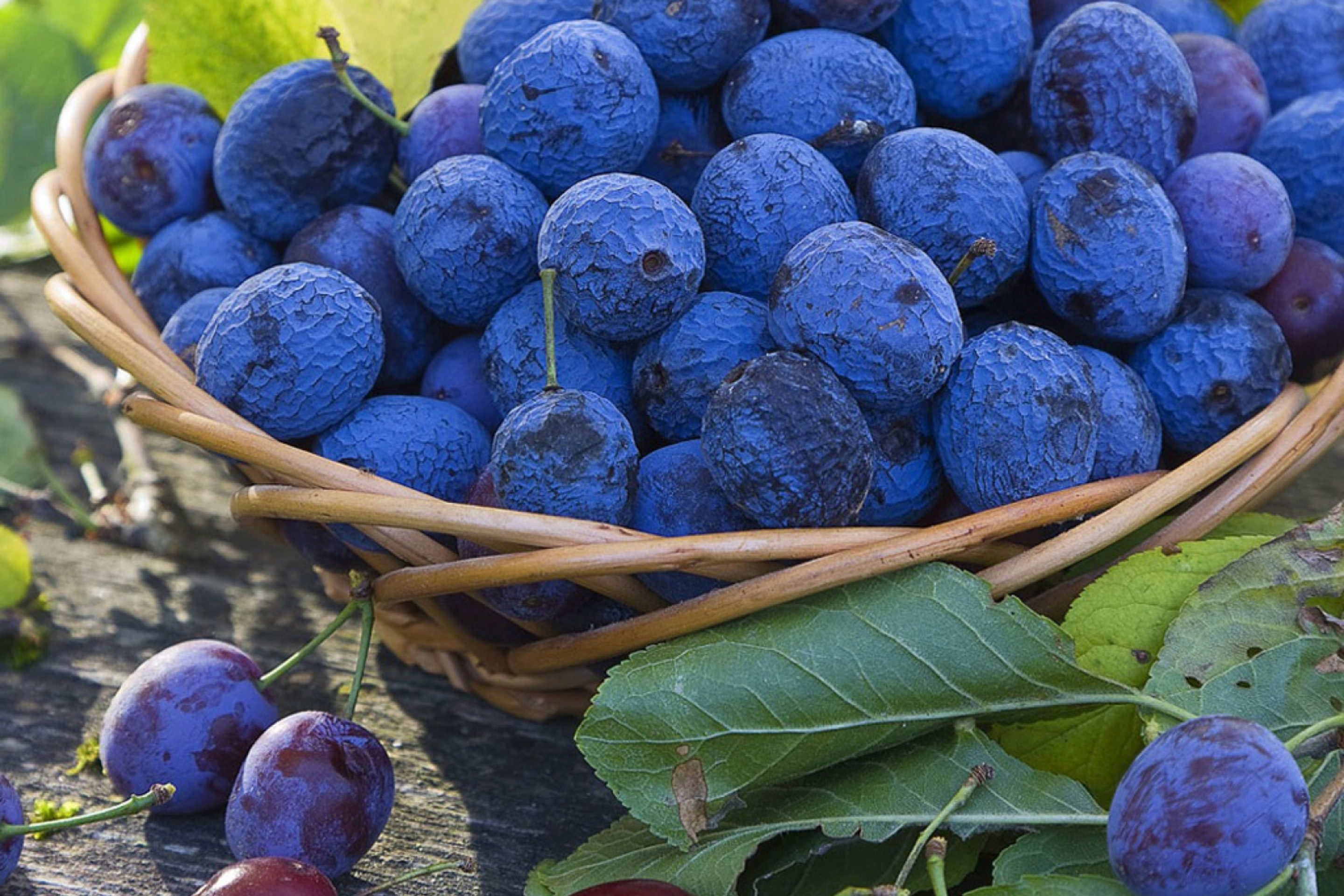 Sfondi Blueberries 2880x1920