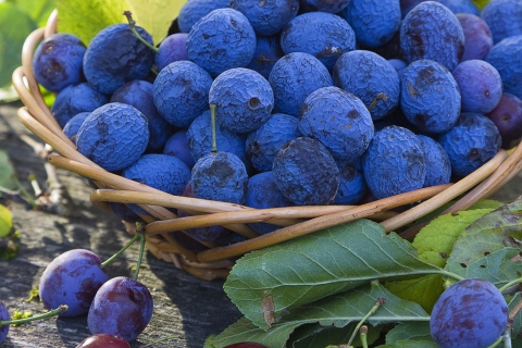 Blueberries wallpaper 480x320