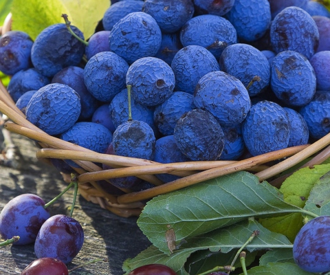 Blueberries wallpaper 480x400