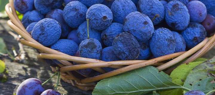Blueberries wallpaper 720x320