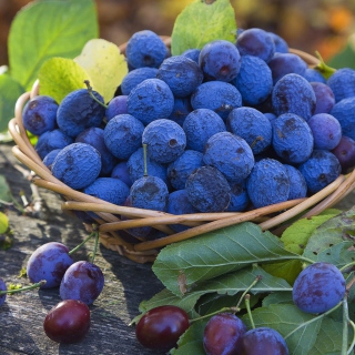 Blueberries sfondi gratuiti per iPad mini