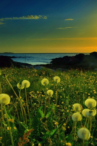 Meadow At Sunset wallpaper 320x480