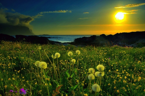 Meadow At Sunset wallpaper 480x320