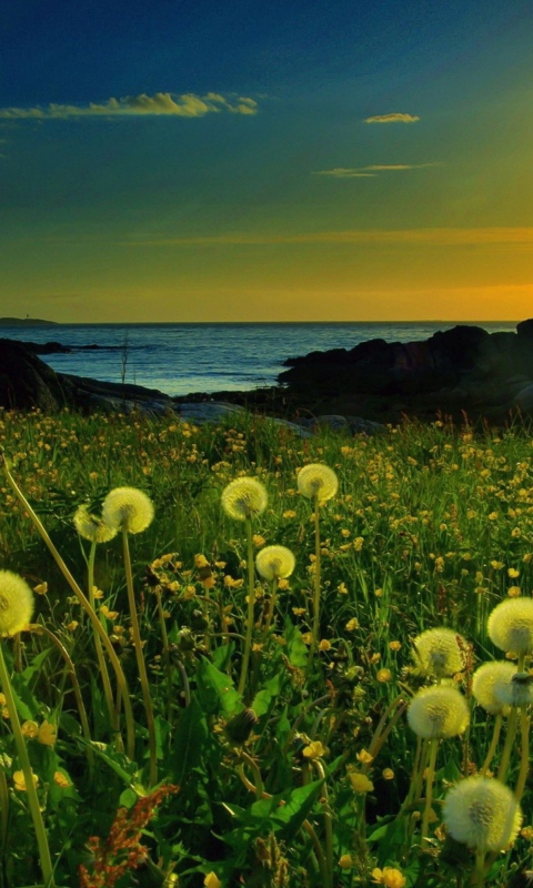 Sfondi Meadow At Sunset 480x800