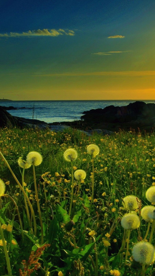 Screenshot №1 pro téma Meadow At Sunset 640x1136