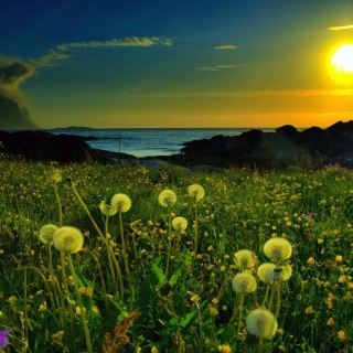 Meadow At Sunset - Obrázkek zdarma pro iPad 3