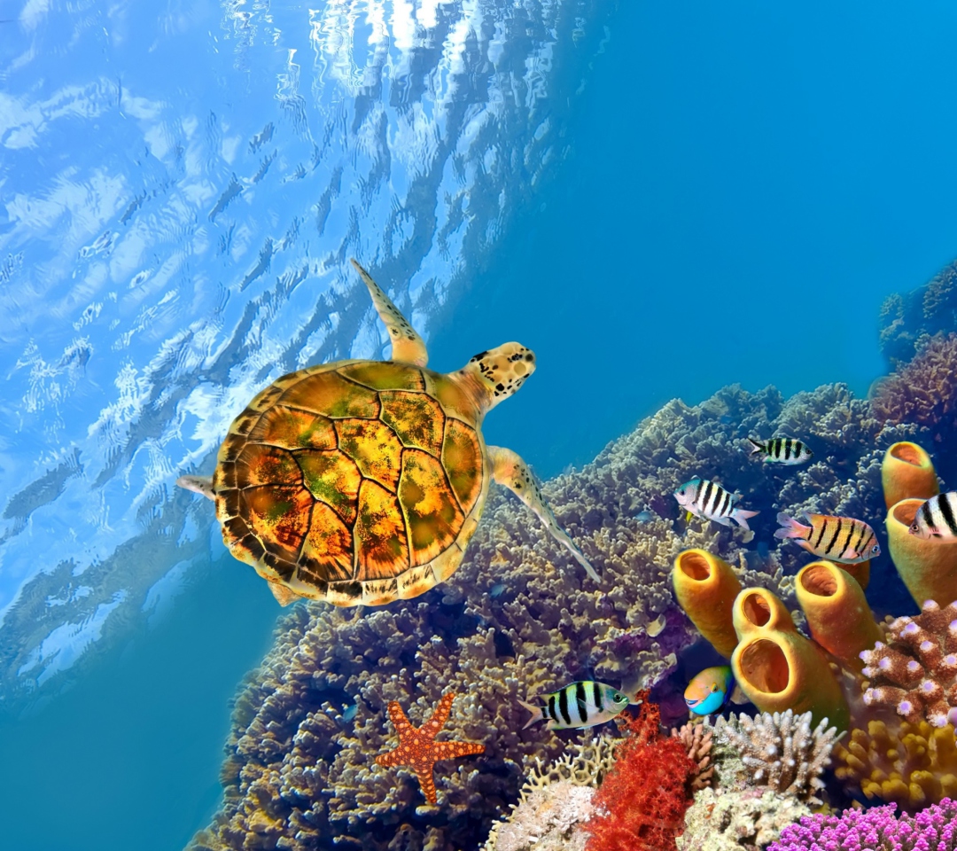 Red Sea Turtle wallpaper 1080x960