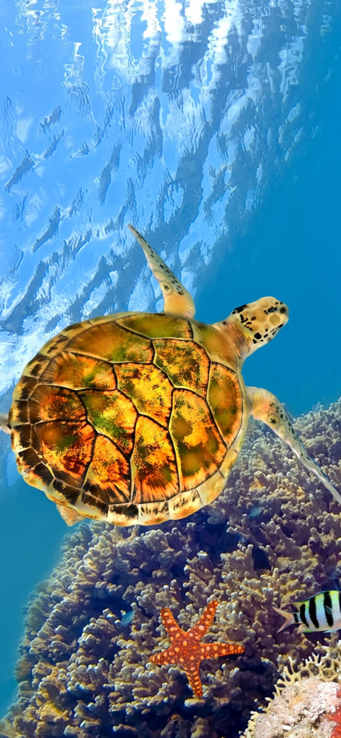 Red Sea Turtle wallpaper 1170x2532